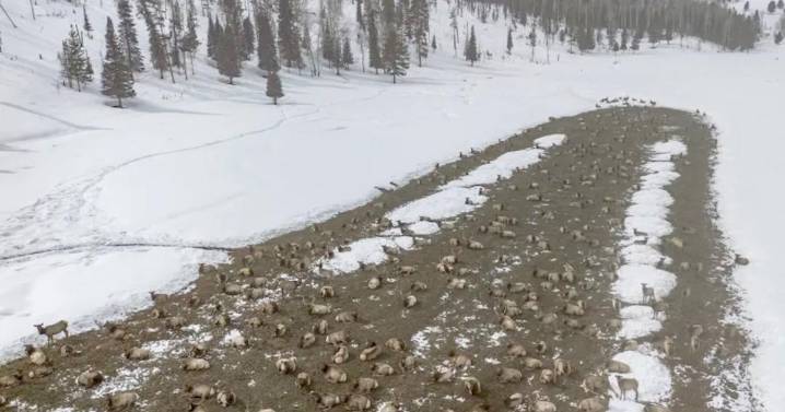 Summer elk deaths stoke CWD worries at onset of ‘important’ winter for western Wyoming herds