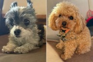 Tom Brady, Orlando Bloom Compare Tiny Pet Dogs