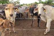 México refuerza y amplía el dispositivo para luchar contra la plaga del gusano barrenador