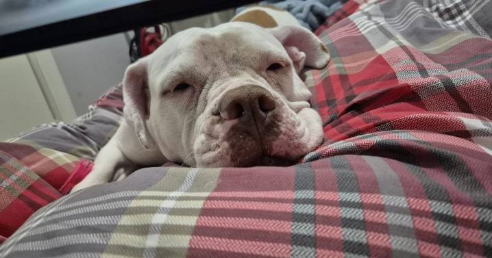 Only surviving dog rescued from 'house of horrors' finds forever home for Christmas