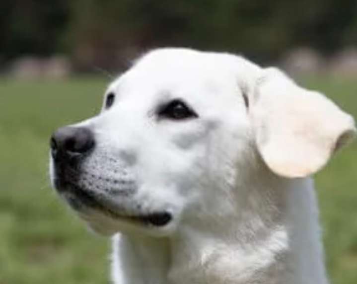 Otra agresión animal contra niño