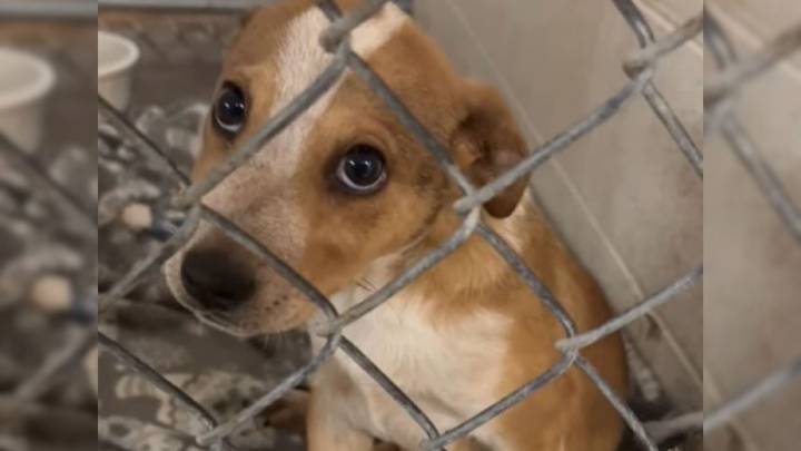 Man Enters Texas Shelter And Walks Out With A Puppy Who Feels Like Fate