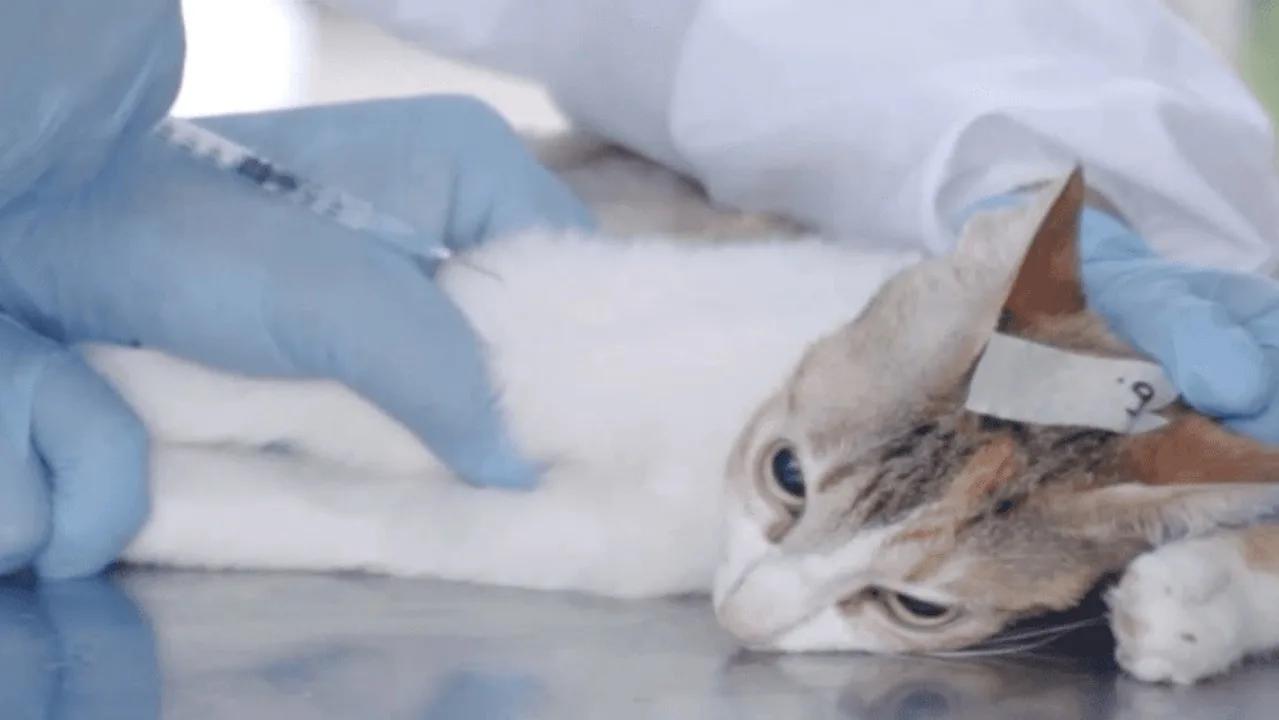 ¡7.000 cirugías gratuitas! Bogotá lanza jornada masiva de esterilización para perros y gatos durante diciembre