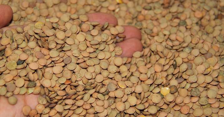 Beneficios de las lentejas: ¿Cuáles son, preparación y cómo beneficiará a productores con el Plan Michoacán por la Paz?