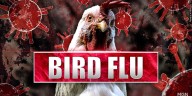 Senators call for highly pathogenic avian influenza vaccine