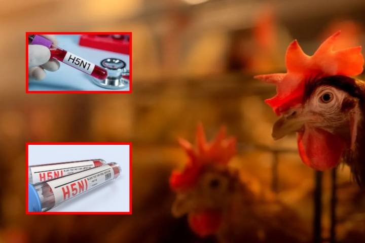 Virus de gripe aviar resistentes a la fiebre: nueva alerta para la salud humana