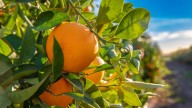 The Most Planted Orange In Florida Is Prized For Its Sweet Juice