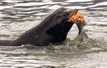 Lawmakers look to stop sea lions from eating salmon in Columbia River