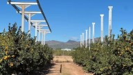 La UPV construeix la primera planta pilot agrivoltaica sobre cultiu de cítrics