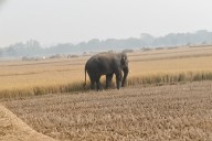 Elephant movement triggers fear among farmers in Mayurbhanj during harvest season