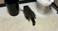Late night out! Drunk raccoon found passed out in liquor store bathroom