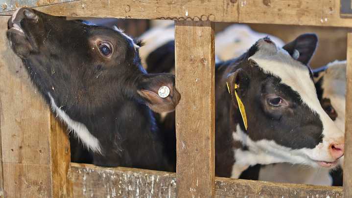 SDSU Extension to host cow/calf calving camp