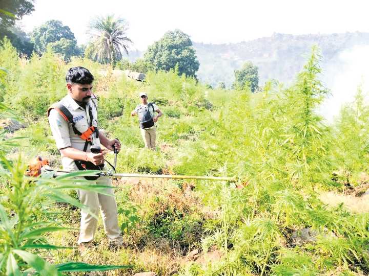 Gajapati sees massive rise in illegal cannabis farming