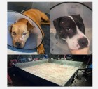 'Valor and Justice': Animals rescued from alleged East Texas dog fighting ring to be rehabilitated at Taurus Academy