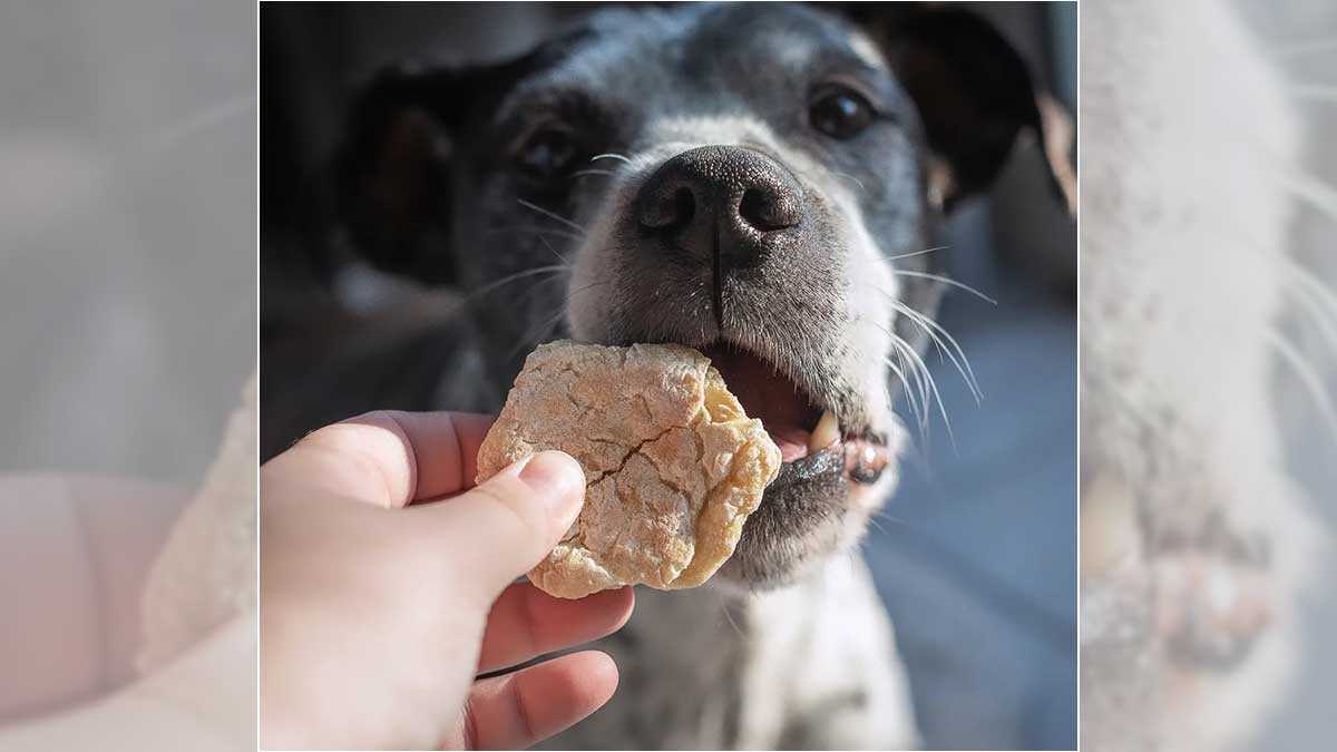 La pastelería para mascotas de Aragón que hornea donuts para perros y macarons para conejos: "Todo es natural"