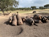 Expertos para prevenir, vigilar y controlar la peste porcina africana en CyL