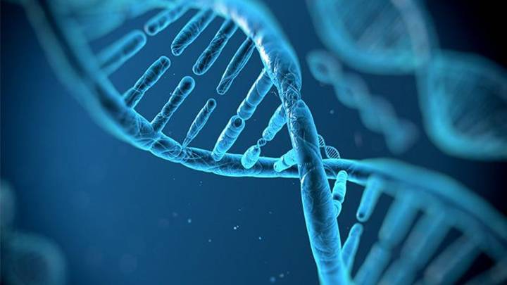 La acción de los estrógenos depende de cómo se ‘súperenrolla’ el ADN