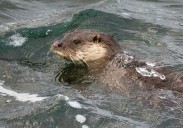 Avistan a una nutria en Poniente, en Gijón