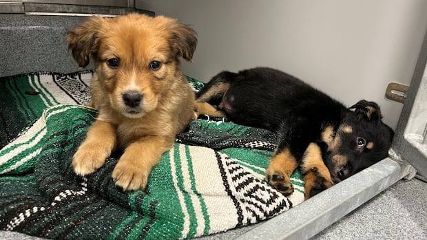 11 puppies left outside Regina Humane Society in freezing weather are now safe