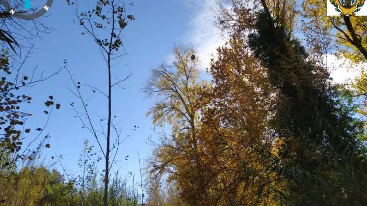 Localizados nueve nidos de avispa asiática en Alcañiz desde el verano