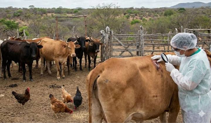 México declara emergencia por gusano barrenador; exige certificado sanitario para mover ganado y aves