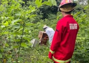 Susto en Santo Pipó: operarios fueron atacados por un enjambre y debió intervenir Bomberos