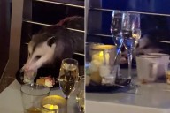 Opossum Crawls Onto Table of Disney World Guests in Wild Encounter Caught on Video (Exclusive)