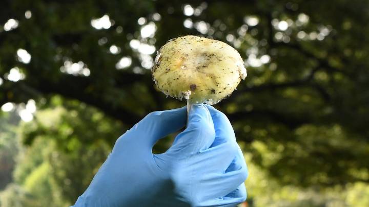 What to know about death cap mushrooms, blamed for poisonings in California