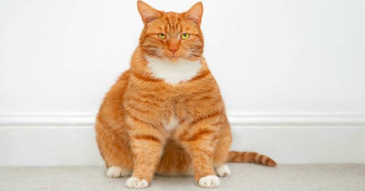 Could pets be next for weight loss drugs? Here's what to know about a clinical study for cats.