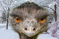 Emu on the Loose??