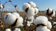 Textile stocks a mixed bag; cotton industry body seeks zero duty on raw material imports