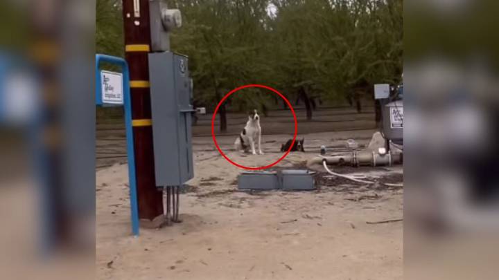 California Driver Rushes To Stop A Dog In Traffic And Discovers He Isn’t Alone