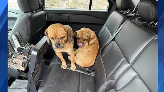 2 dogs rescued from abandoned home in Morris Township, Washington County