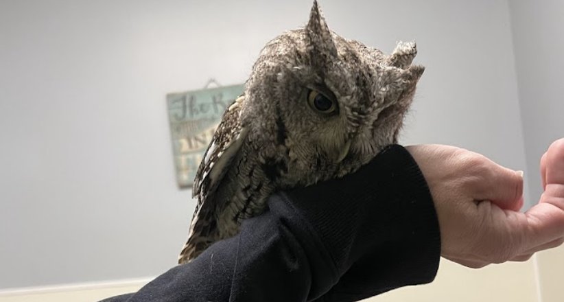 Westport Police rescue eastern screech owl on side of road nursing injuries