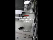Baby seal wanders into a bar
