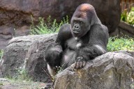 San Antonio Zoo acquires 3 male gorillas for Congo Falls ‘bachelor troop’