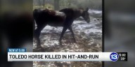 Northern Ohio horse killed in hit-and-run crash, owner seeks justice