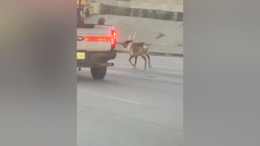 Video: Caltrans workers attempt to corral reindeer trotting along 5 Freeway
