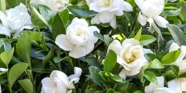 Los jazmines más aromáticos y fáciles de cuidar que transforman cualquier espacio