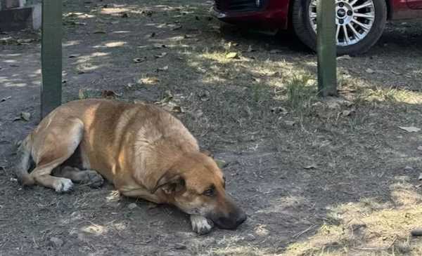 No acercarse a animales: la condena a los que mataron a un perro