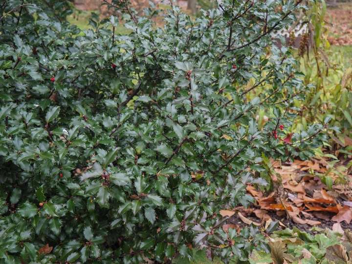 Hellebores and hollies for the holidays
