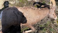 IDFG busca información sobre borrego cimarrón cazado ilegalmente y abandonado cerca de Riggins