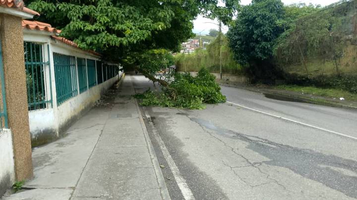 Lluvias tumban rama de un árbol en calle El Liceo