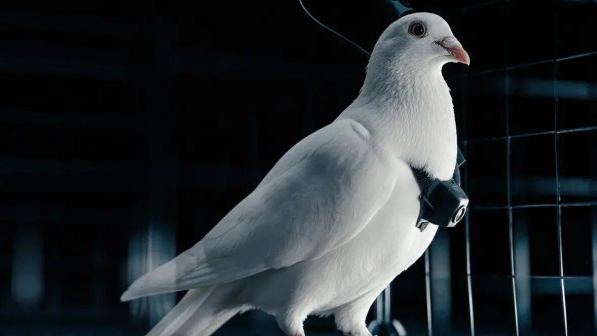 Russian firm develops ‘biodrone’ pigeons controlled by brain implants