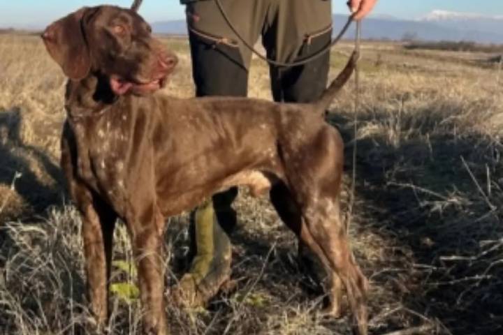 Robado en Toledo Attos del Poggeto, un perro campeón de Italia que se preparaba para el Mundial