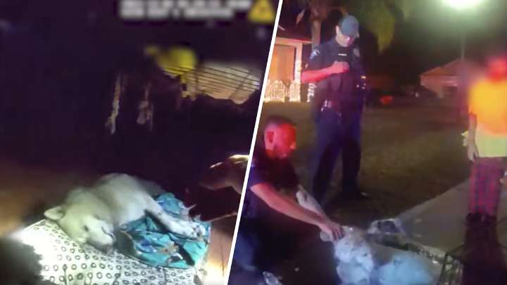 Video shows Sanford officer rescue and revive dog found in burning home
