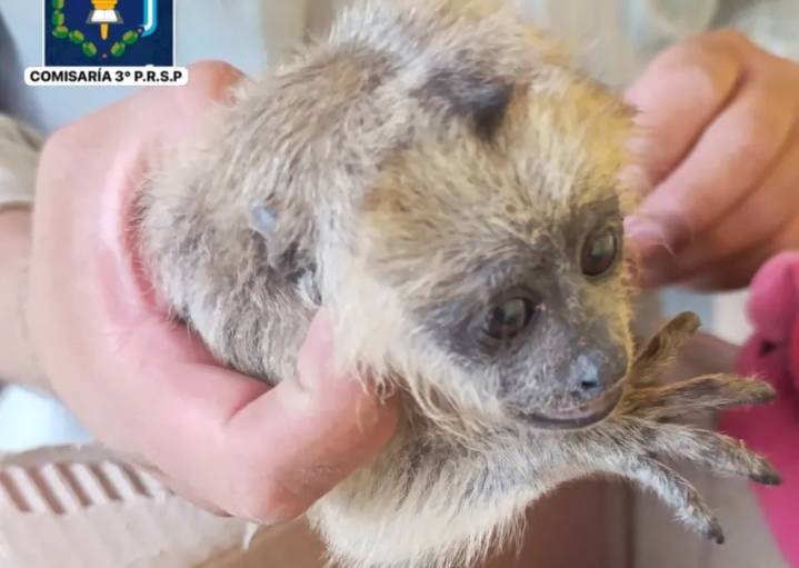 Sáenz Peña: rescataron una cría de mono Carayá abandonada a la vera de la Ruta 95