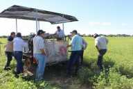 Presidencia Roca produce 80 hectáreas de batata con inversión privada