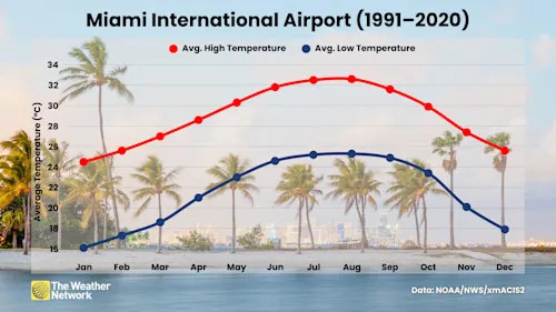 Why Florida’s iguanas fall from the sky when frigid air arrives