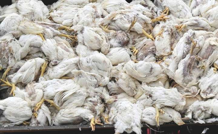 «El virus se está adaptando a los humanos en tiempo real. Cada contagio es una lotería»